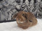 Карликовые кролики из питомника объявление продам