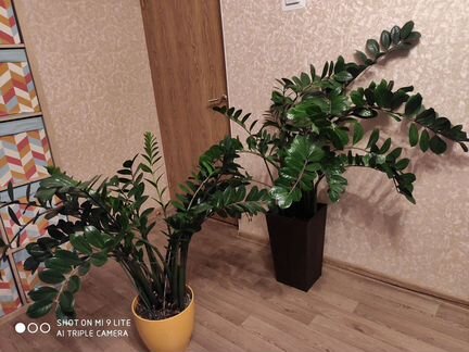 Замиокулькас 