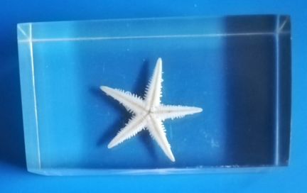 Сувенир Морская Звезда Asteroidea