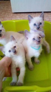 Продаются тайские котята