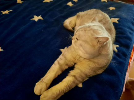 Кошка