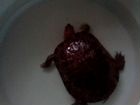 Черепаха,красноухая,самка,16см объявление продам