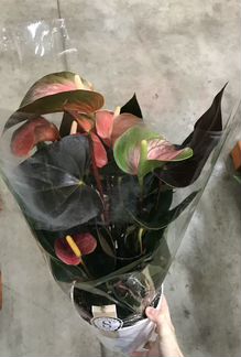 Антуриум Андреанум Рейнбоу Чемпион. Доставка