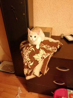 Отдаю котёнка в добрые руки