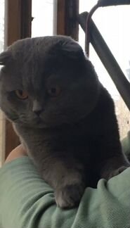 Британский вислоухий