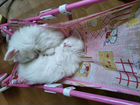 Белоснежные котята Турецкой Ангоры объявление продам