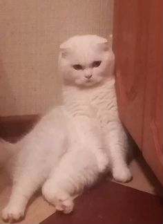Вислоухий белый кот