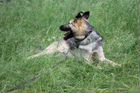 Очаровательный щенок Твикс метис овчарки ищет дом объявление продам