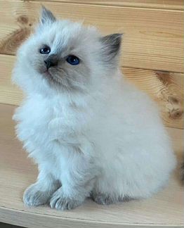 Невская маскарадная