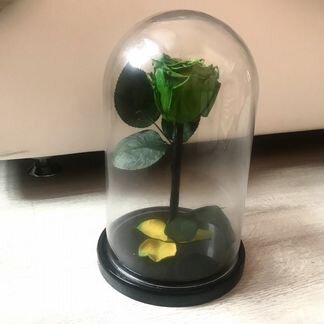 Живая зелёная роза в колбе