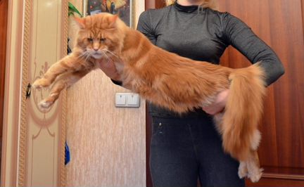 Котята мейн кун из питомника. Папа 11600 грамм