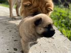 Щенки от воспитанной собаки чау-чау объявление продам