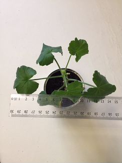 Пеларгония герань